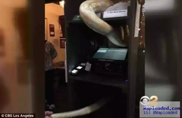 Panic as Angry Man Throws 13-foot Python Into Restaurant After Heated Argument (Photos)